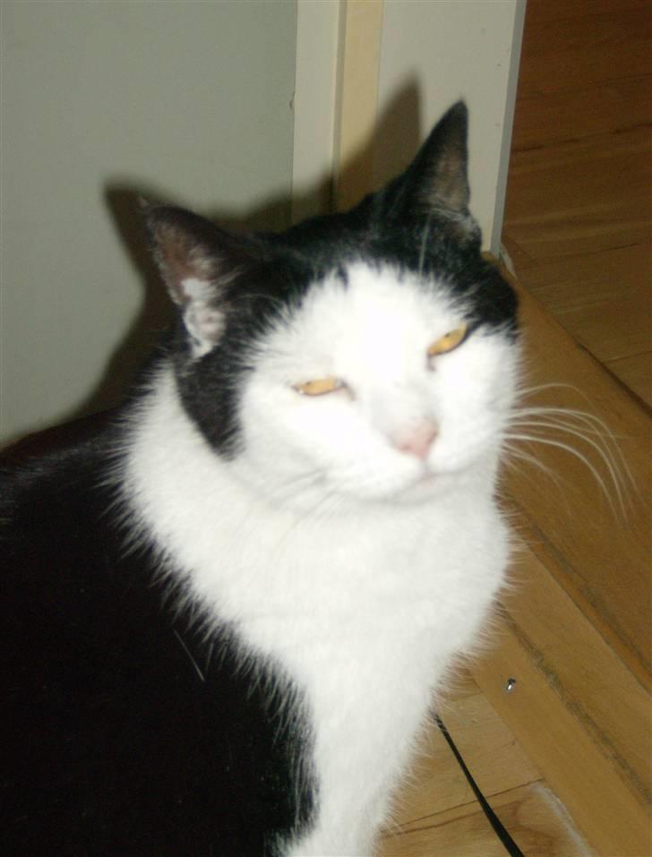 Huskat MissMus billede 2