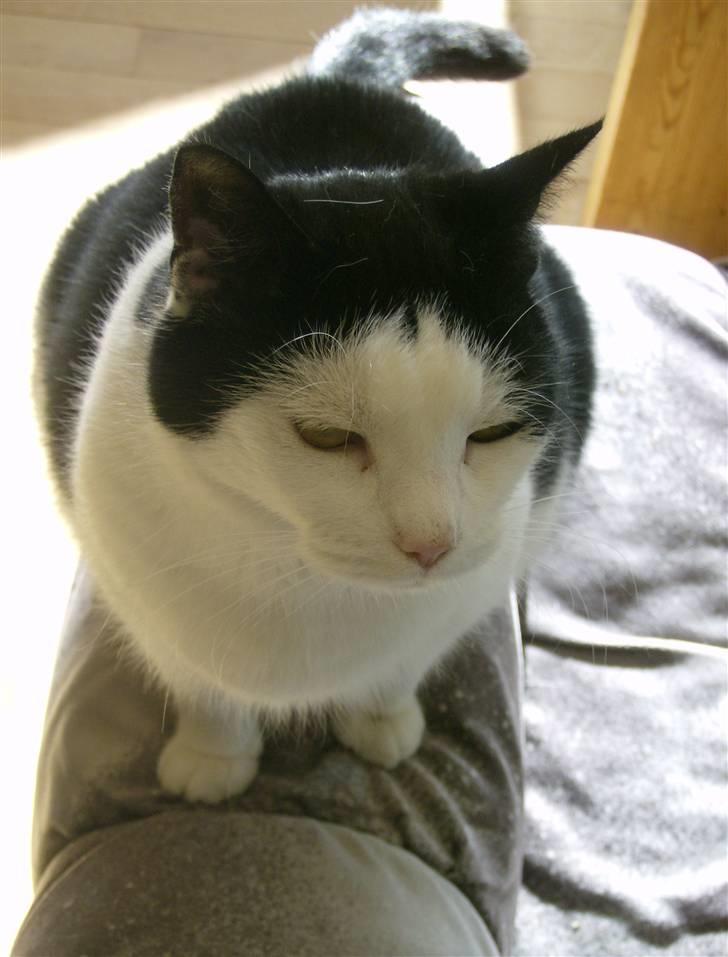 Huskat MissMus billede 3