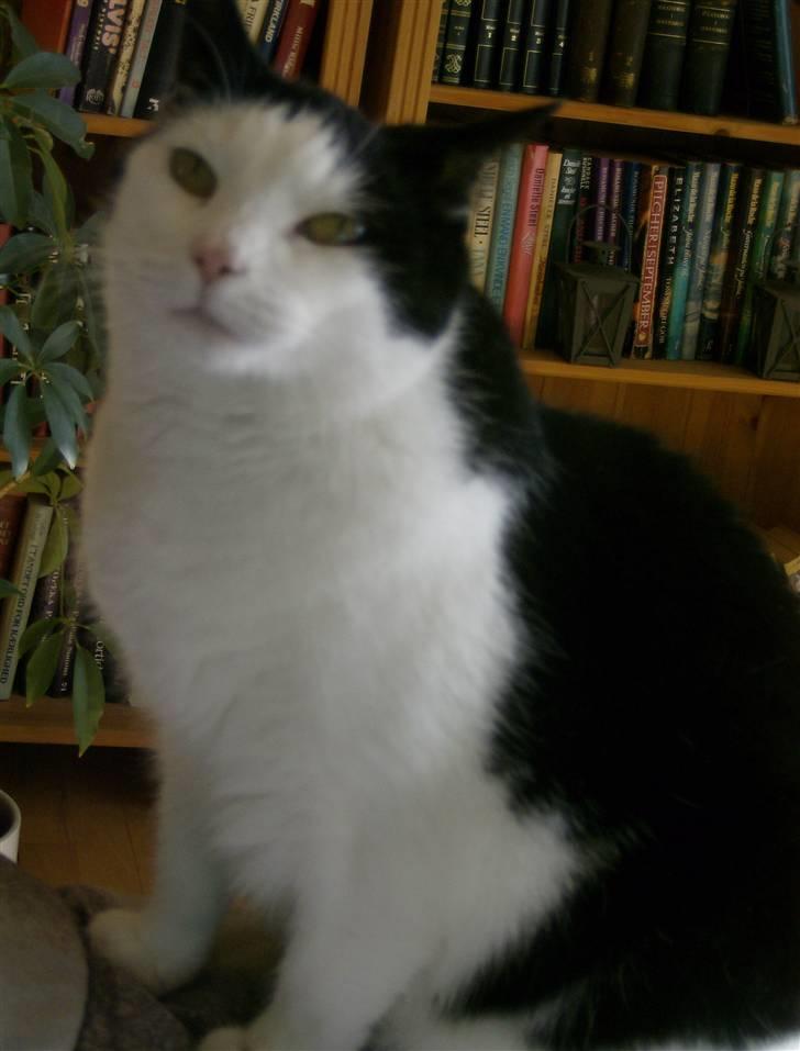 Huskat MissMus billede 4