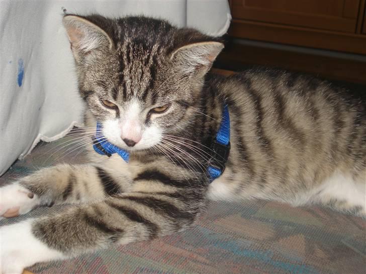 Huskat møf<3 billede 12