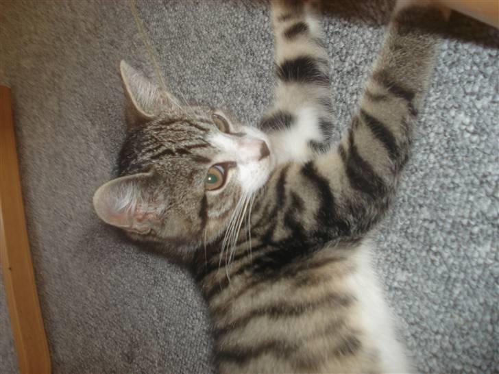 Huskat møf<3 billede 13