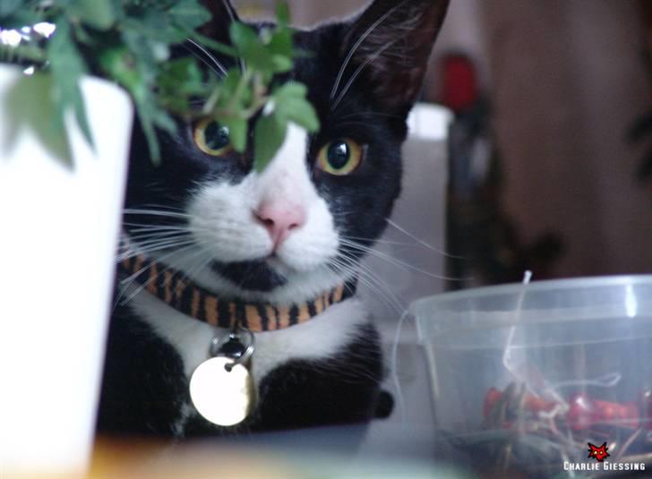 Huskat Mr. Kaizer billede 10