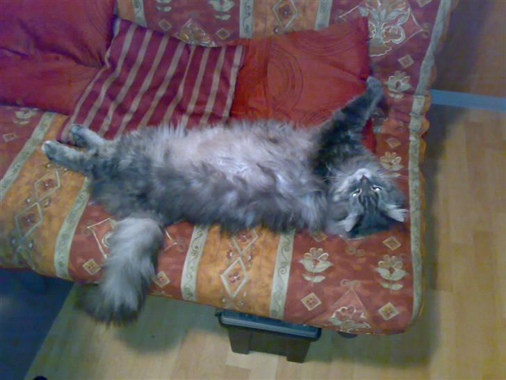 Blanding af racer Bailey - Bailey som han ligger bedst billede 1