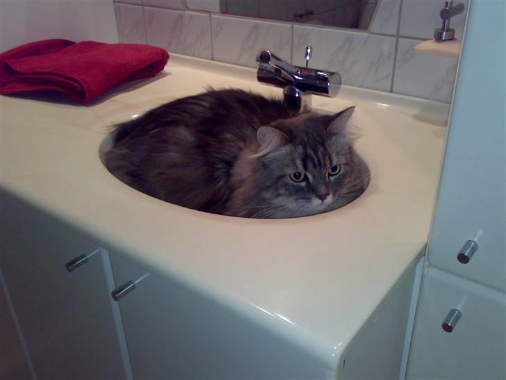 Blanding af racer Bailey - Baileys yndlingsplads billede 2