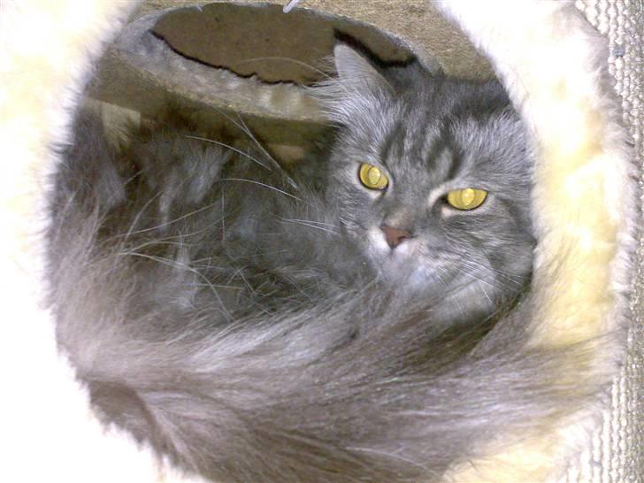 Blanding af racer Bailey - Bailey i sin hule i kradsetræet billede 3