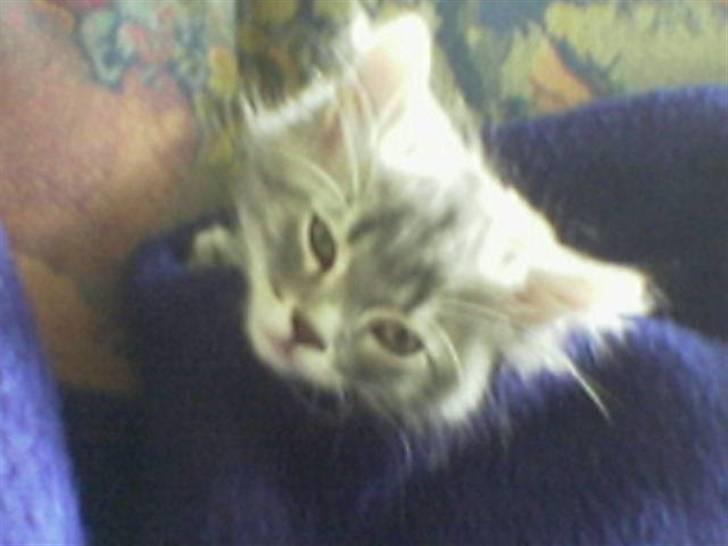 Blanding af racer Bailey - Bailey som killing billede 5