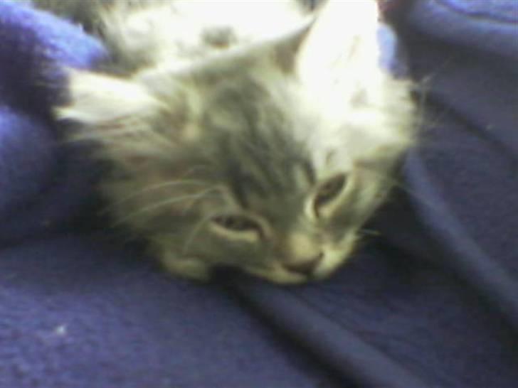 Blanding af racer Bailey - Bailey som killing billede 6