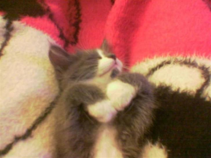 Blanding af racer Bine - Bine som killing billede 1