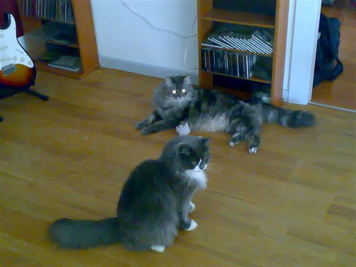 Blanding af racer Bine - Bine og Bailey billede 2