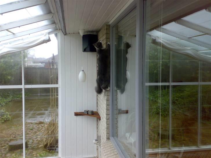 Blanding af racer Bine - Bine kravler op af muren billede 3