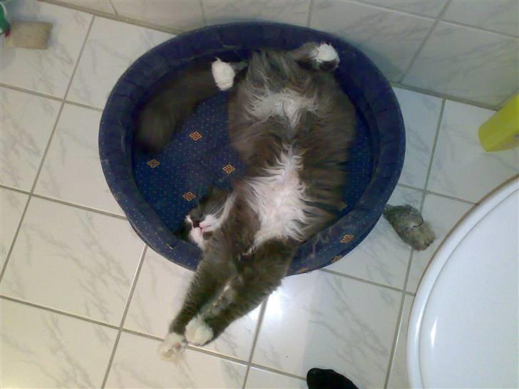 Blanding af racer Bine - Bine som hun ligger bedst billede 4