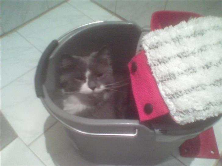 Blanding af racer Bine - Bine i spand billede 5