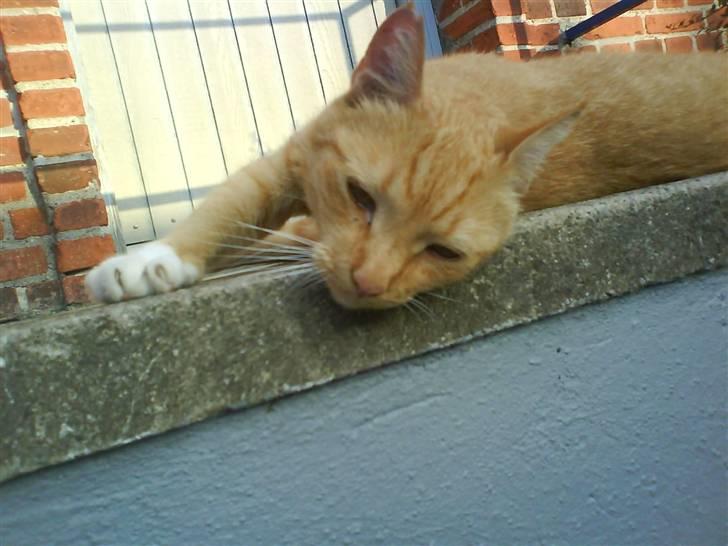 Huskat Sofus - Nøøøj hvor er jeg træt Gaaaab..! billede 12