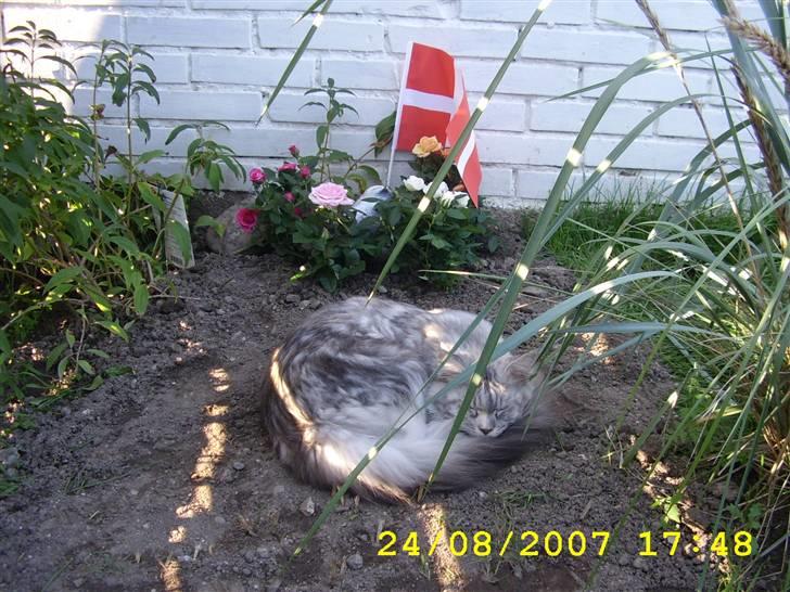 Maine Coon Ziya - R.I.P 7/12 2021 <3 - Ligger lige og passer på Lucky efter han er begravet :o( billede 19