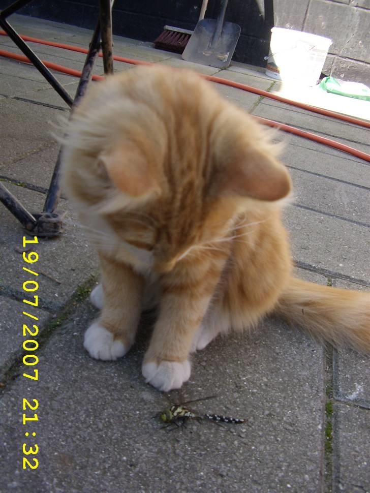 Norsk Skovkat Lucky *R.I.P* Stor sorg - Underlig stor dims den der guldsmed..... billede 10