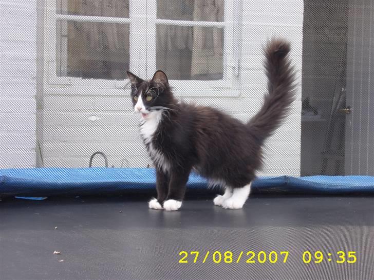 Norsk Skovkat Brutalis R.I.P du skønne lille skat :( - Det er jo sjovt at hoppe i trampolin :o) billede 9