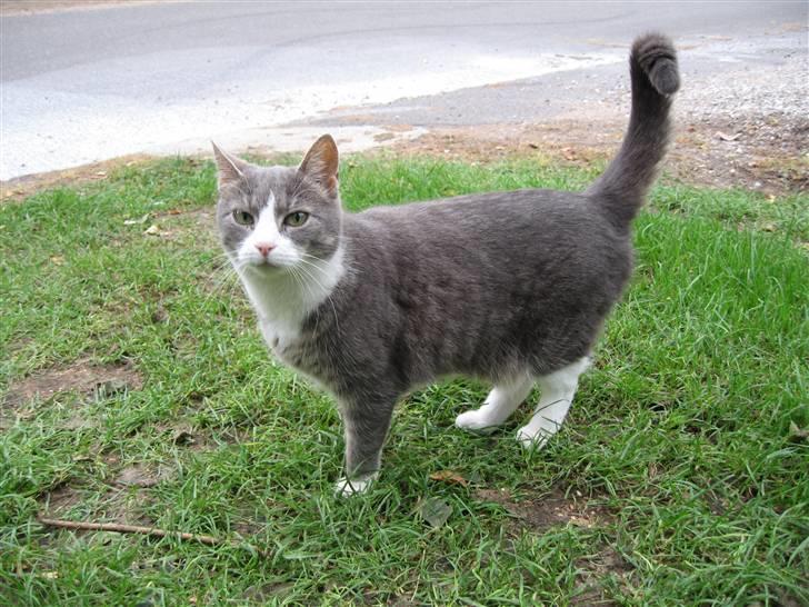 Blanding af racer Mivsen billede 1