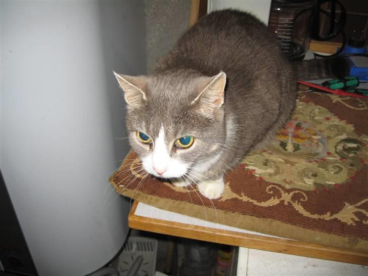 Blanding af racer Mivsen billede 2