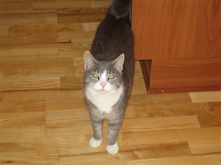 Blanding af racer Mivsen billede 3