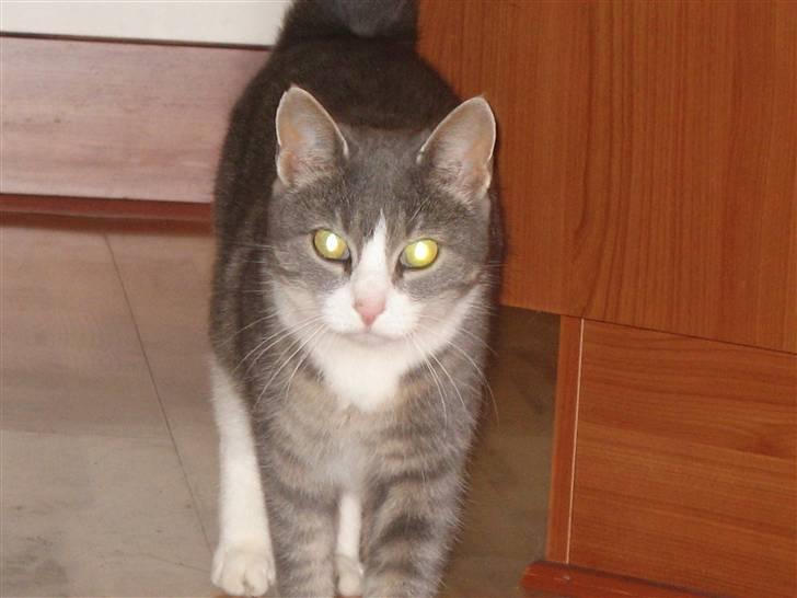 Blanding af racer Mivsen billede 4