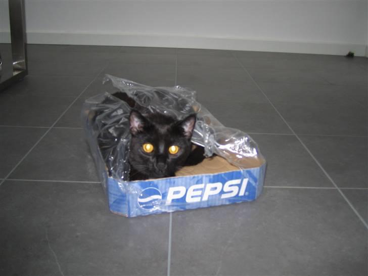 Huskat Oskar billede 1