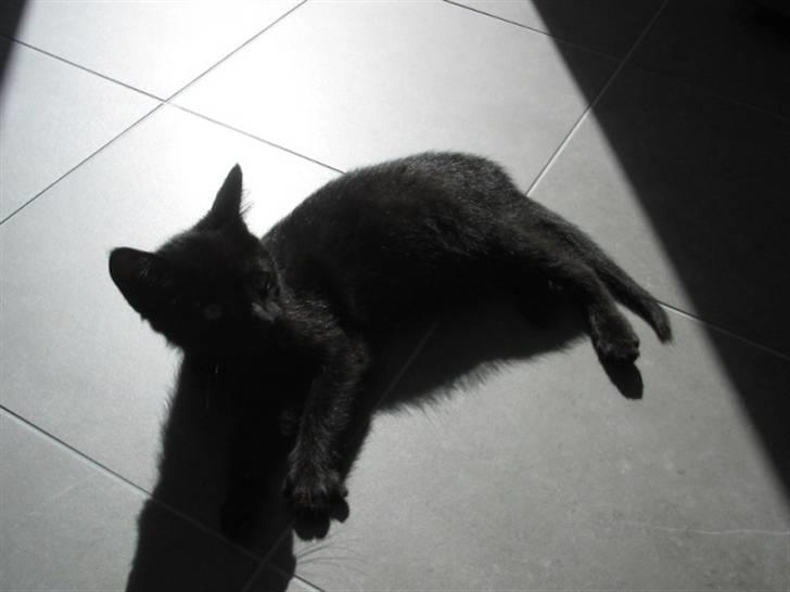 Huskat Oskar billede 2