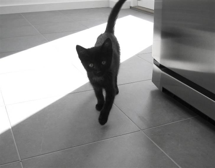 Huskat Oskar billede 3