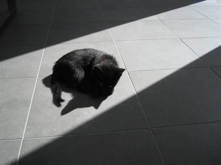 Huskat Oskar billede 4