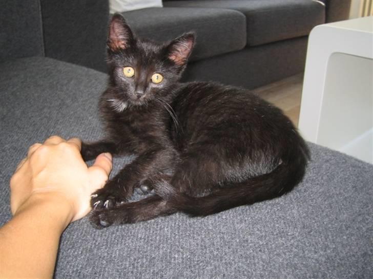 Huskat Oskar billede 5