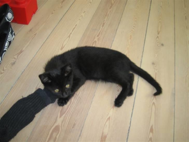 Huskat Oskar billede 6