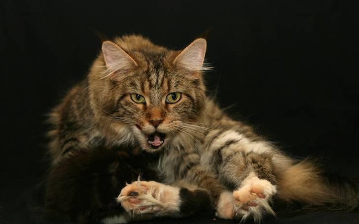 Maine Coon Vitha billede 12