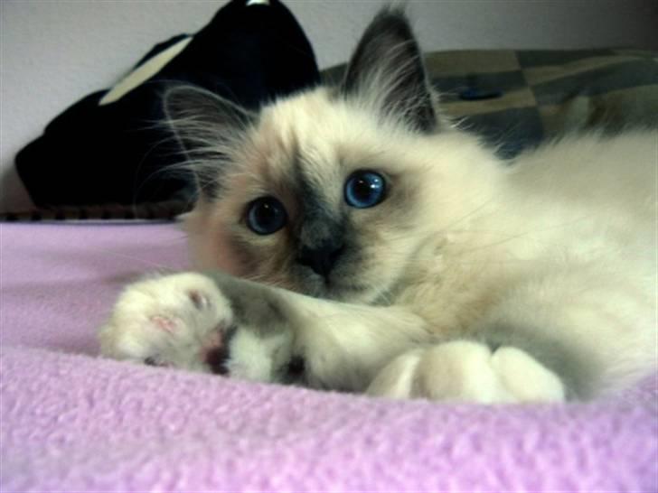 Hellig Birma DK Søkjær´s Morgan R.I.P billede 11