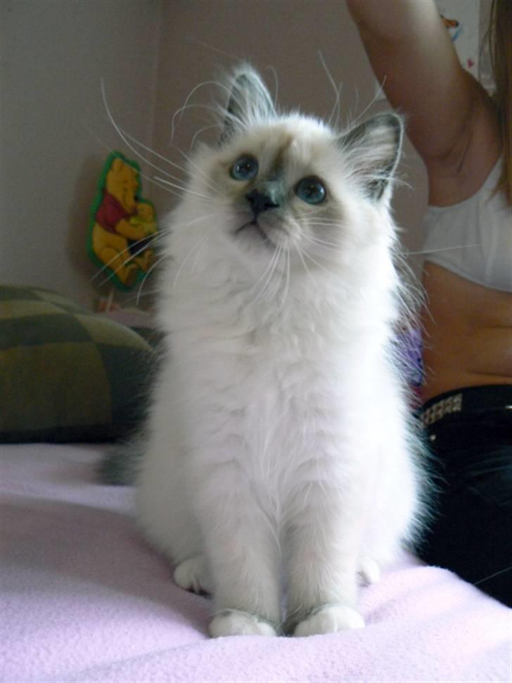 Hellig Birma DK Søkjær´s Morgan R.I.P billede 12