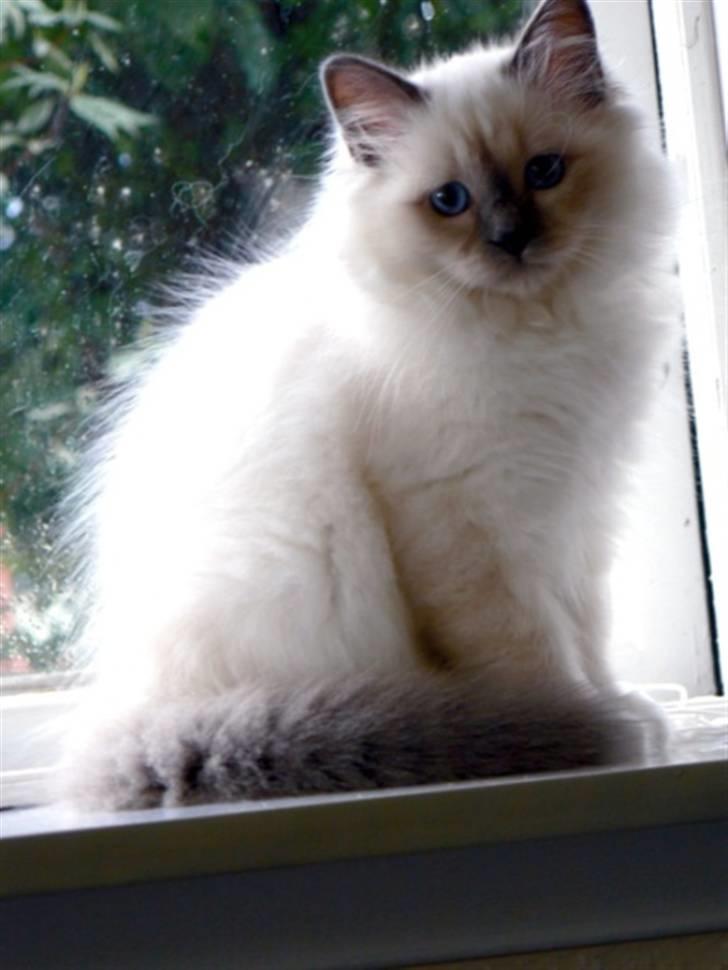 Hellig Birma DK Søkjær´s Morgan R.I.P billede 13