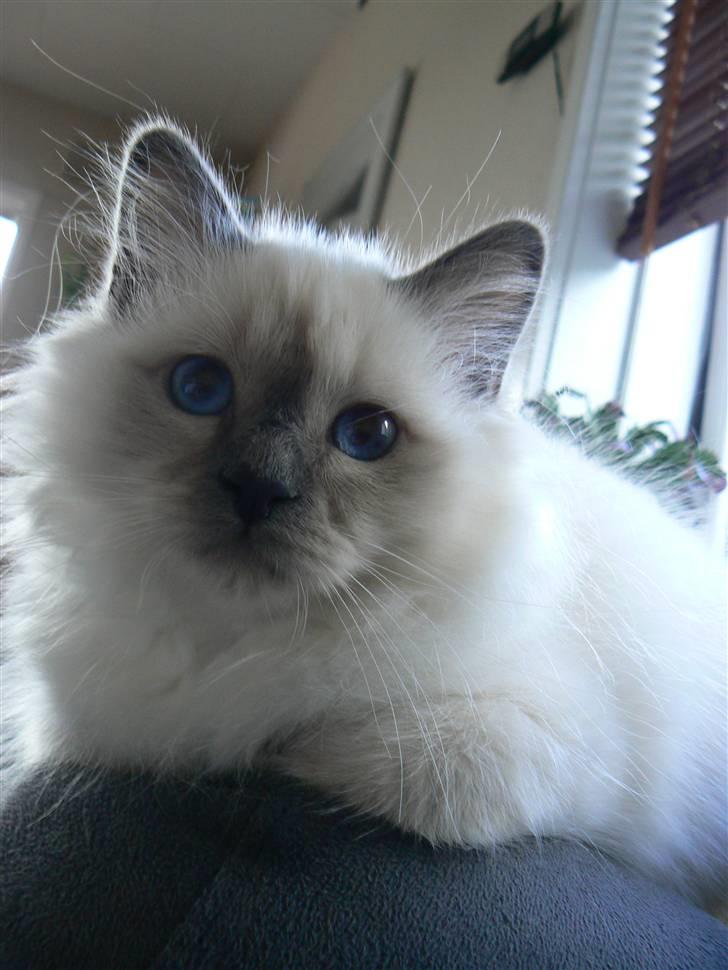 Hellig Birma DK Søkjær´s Morgan R.I.P billede 14