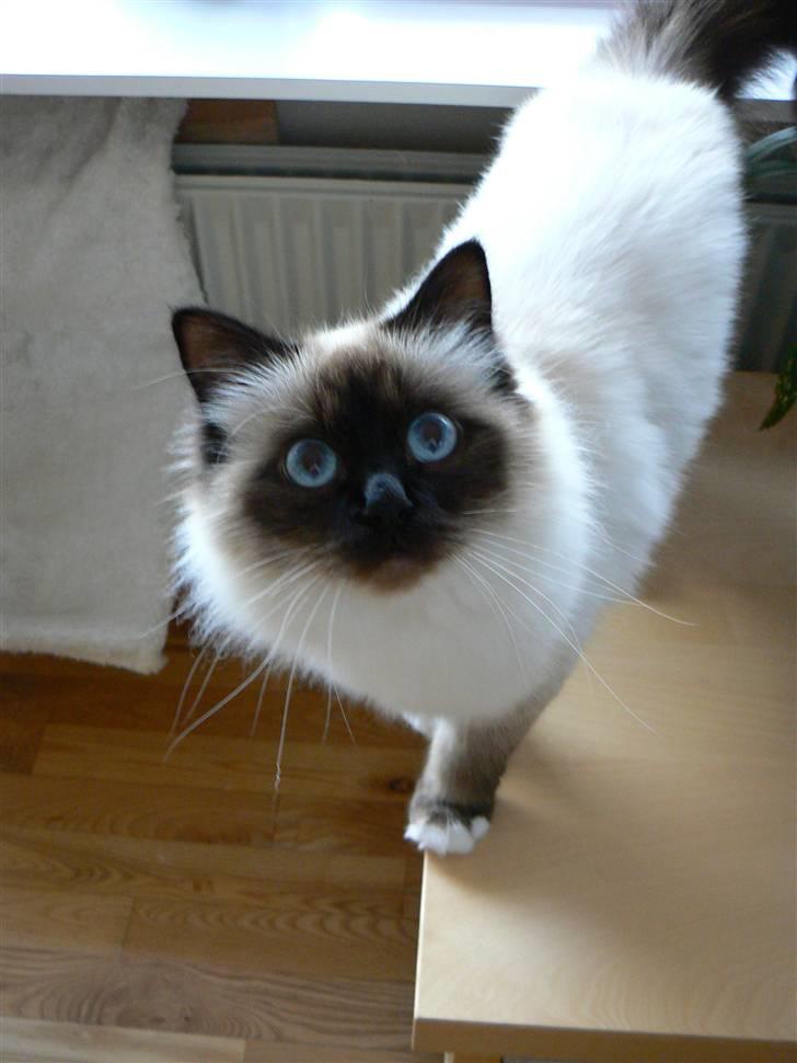 Hellig Birma Dk Silky Sox Malou billede 17