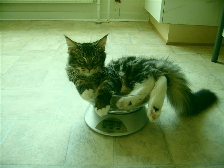 Norsk Skovkat Rofus - Skulle veje den flotte han-kat, det blev i køkkenvægten (3kg :D ) - Men den synes åbenbart det var rart at ligge der i !! hihi billede 2
