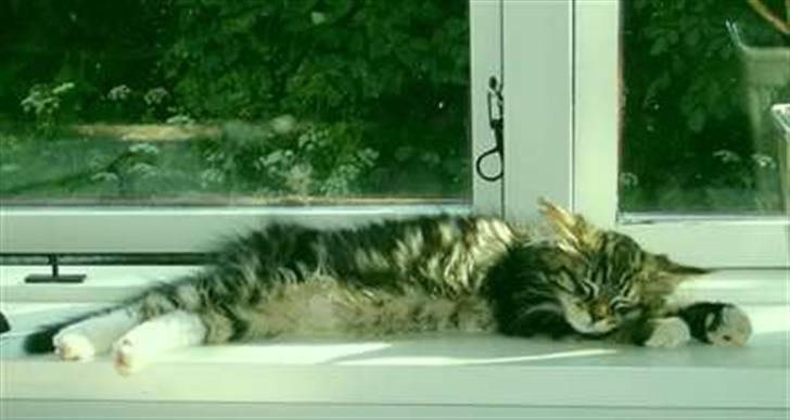 Norsk Skovkat Rofus - Rofus ka godt lide at ligge i solen i vindueskarmen!!  billede 3