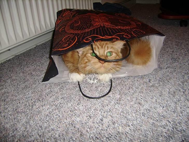 Maine Coon Mickey - hihi. . .fundet :D  billede 1