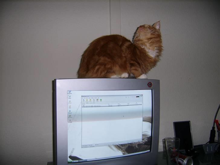 Maine Coon Mickey - tja.. hvor kan man få mest opmærksomhed når ens ejer sidder ved sin pc´er? tja.. på skærmen måske!! S: billede 2