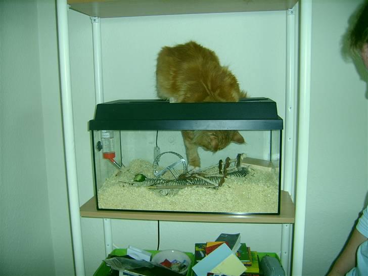 Maine Coon Mickey - Mickey prøver at fange vores lille dværg hamster.. selvom den ikke havde opfatter jeg havde taget hamsteret op! :P billede 3