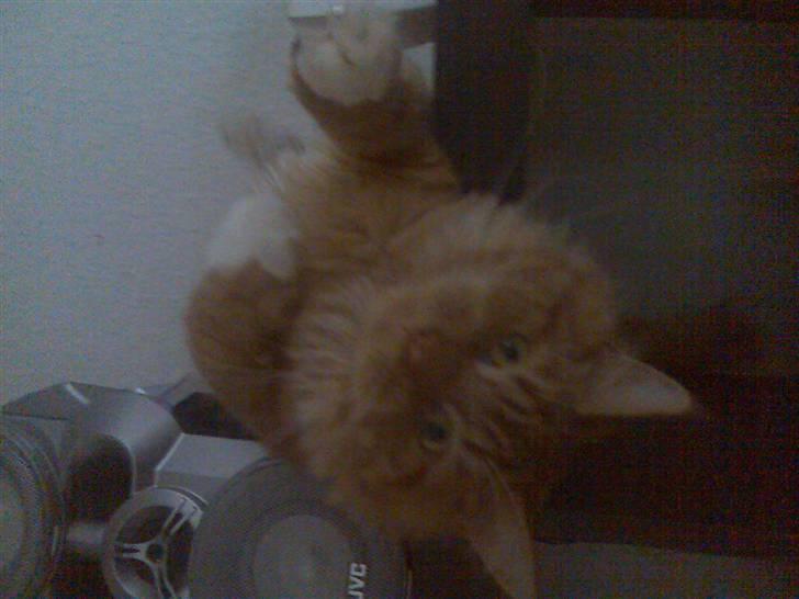 Maine Coon Mickey - Du vender lidt på hovedet lille skat! billede 4