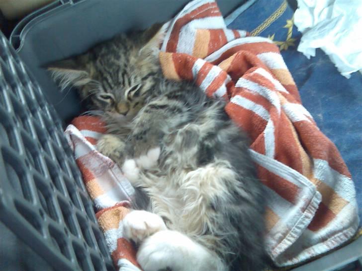 Norsk Skovkat Rofus - Et billede fra på vej hjem fra Herning hvor jeg mødtes med sælgeren!  billede 4