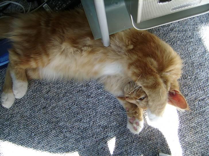 Maine Coon Mickey - Ka´ i se mig?! :P billede 5