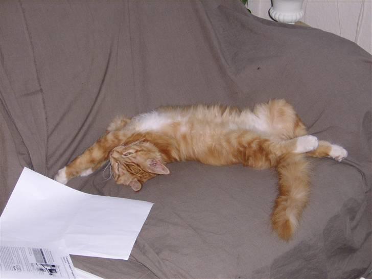 Maine Coon Mickey - Strækker mig lige lidt :D !!  billede 6