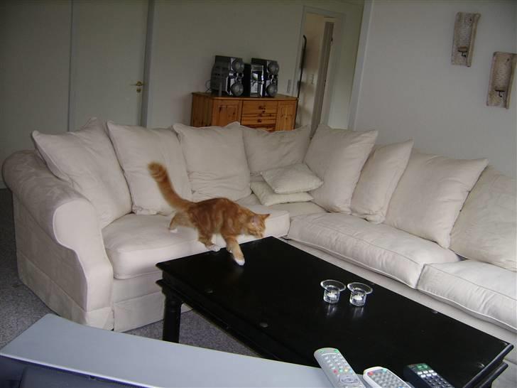 Maine Coon Mickey - Taget på fersk gerning! :P billede 7