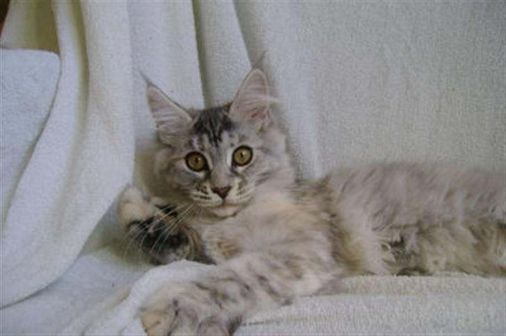 Maine Coon Aquileia P billede 8