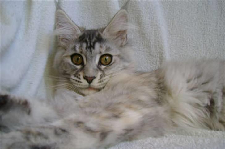 Maine Coon Aquileia P billede 9