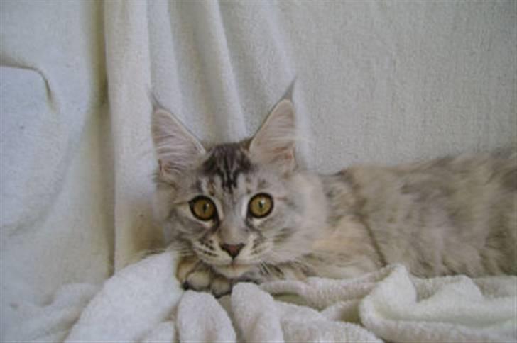 Maine Coon Aquileia P billede 10