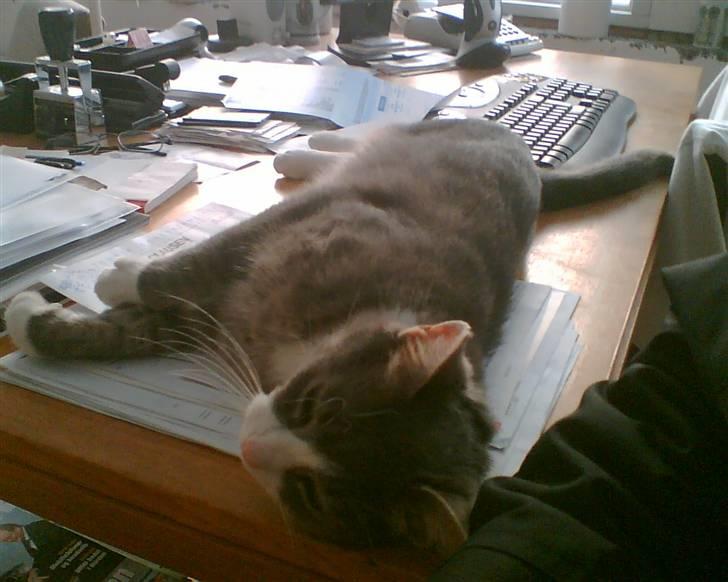 Blanding af racer Mivsen billede 5